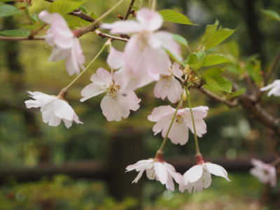 石川桜