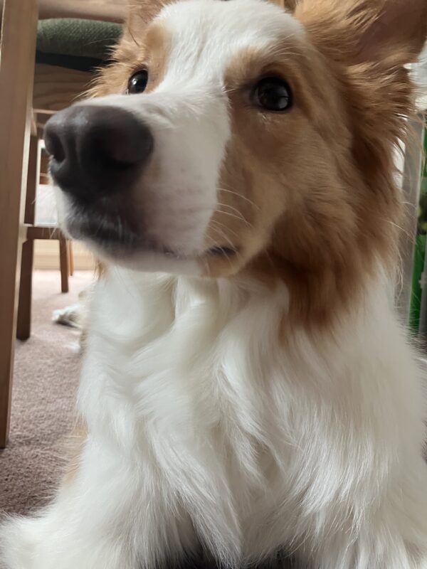 金閣･銀閣 相国寺展