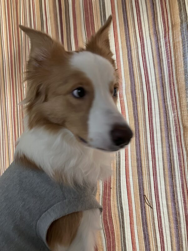 温活そばうどん