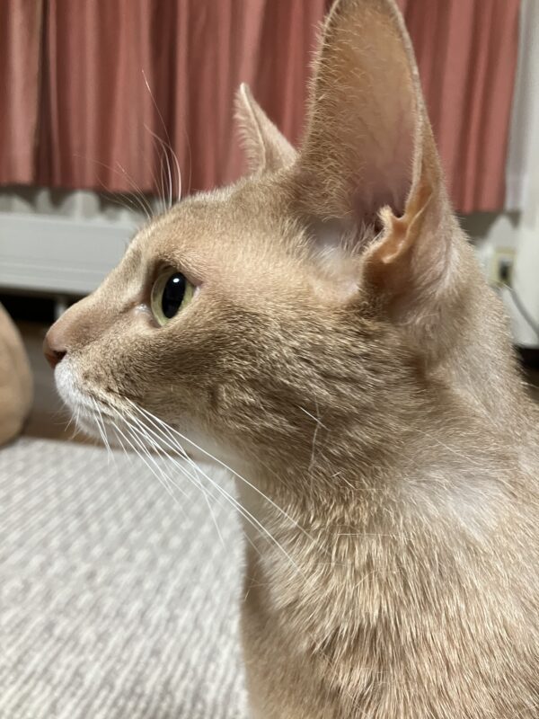 よろしくお願いします