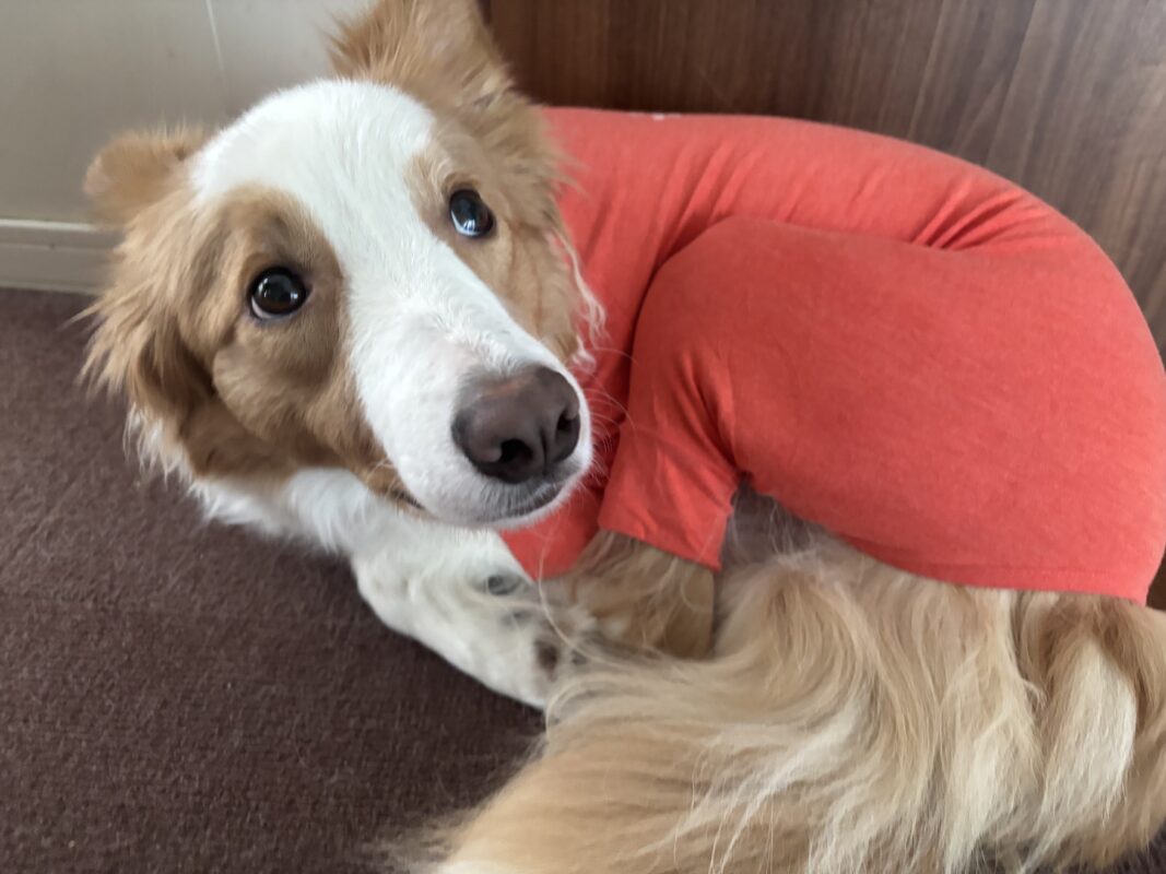 今年もありがとうございました。